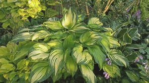 22.07.24 Потомки хосты montana в моём саду