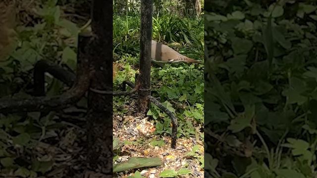 Bird Best Friends - Squirrel - Bird - Cute Birds - Lovely Bird Sounds - #nature #relax #cats #catt смотреть онлайн