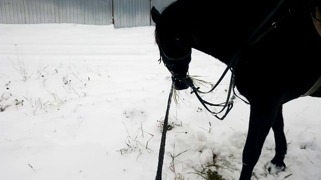 Конь тебенюет. По русски ест траву из под снега. смотреть онлайн