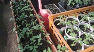 Рассада томатов в торфяных горшочках.