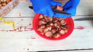 БАБУШКИН СПОСОБ ВЫРАЩИВАНИЯ ЛУКА. Подготовка лука семейного/шалот/ к посадке.