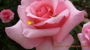 Роза чайно-гибридная Карина (rose carina) ? роза Карина обзор: как сажать саженцы розы Карина