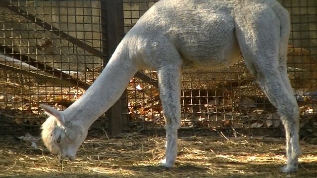 Белая лама смотреть онлайн