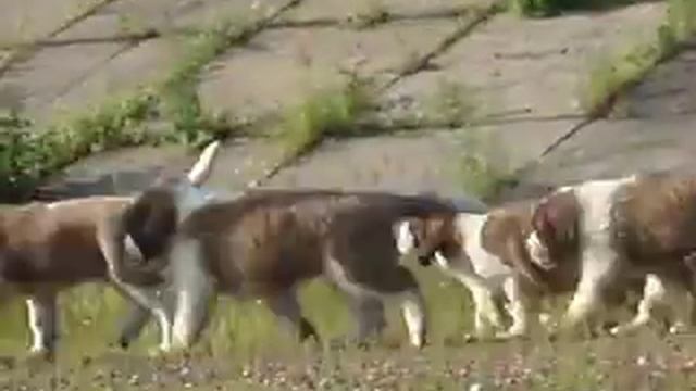 сенбернары щенки смотреть онлайн