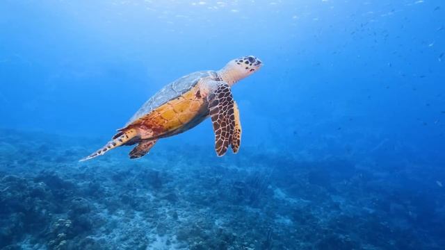 3 HOURS of 4K Underwater Wonders + Relaxing Music - Coral Reefs & Colorful Sea Life in UHD смотреть онлайн