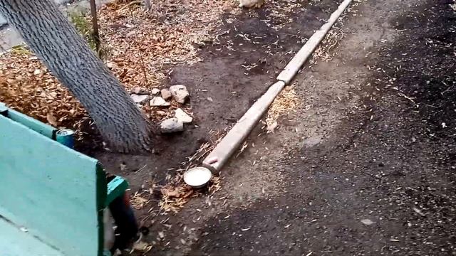 *КОРМИМ БЕЗДОМНЫХ ЖИВОТНЫХ* / НАКОРМИЛИ БОЛЬШЕ 30 КОШЕК! смотреть онлайн