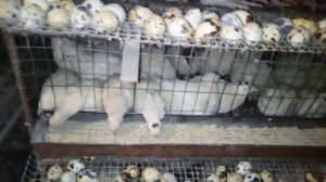 ПЕРЕПЕЛА, ПЕРЕПЁЛКИ, ПЕРЕПЁЛОЧКИ.