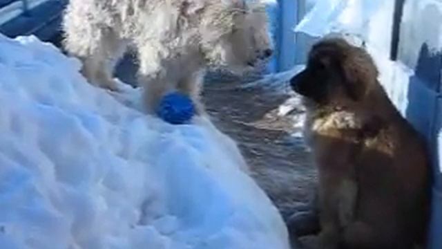 Ника Чип2 смотреть онлайн