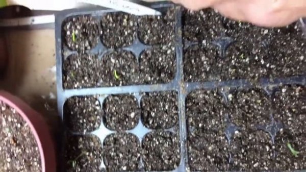 garden life seedlings progress