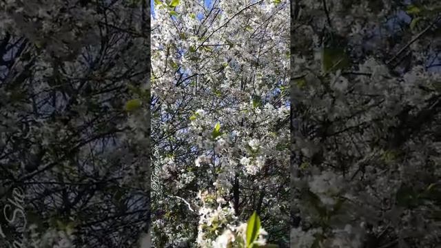 Как цветет вишня. Звуки природы. смотреть онлайн