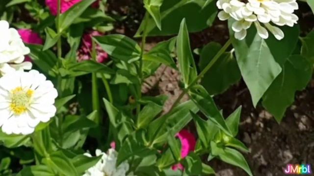 Zinnia Sweetland Rose Flowers 🌸🌿 | Blooming Flowers at the Garden Farm 🌹 | vlog #17 смотреть онлайн