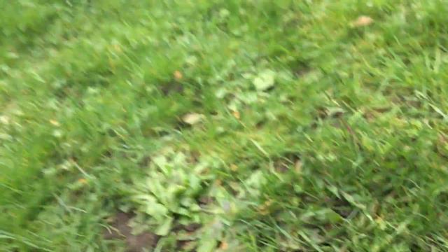 Poached Eggs - Angry Birds Plush #AngryBirds смотреть онлайн