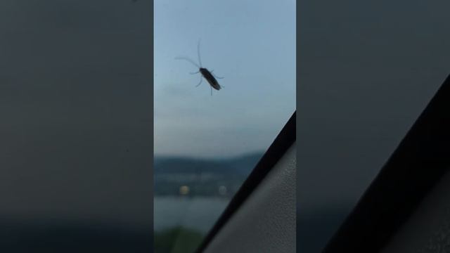 САМОЕ ЯДОВИТОЕ НАСЕКОМОЕ В МИРЕ смотреть онлайн