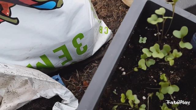 Пикирую капусту смотреть онлайн