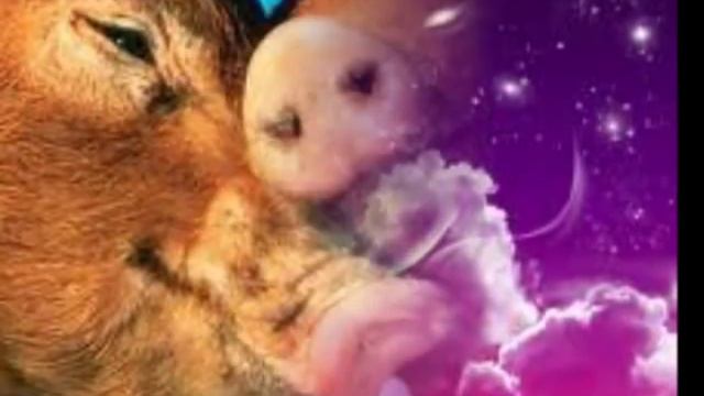 Грешная любовь Ион Суручану Ion Suruceanu Dragoste Amara