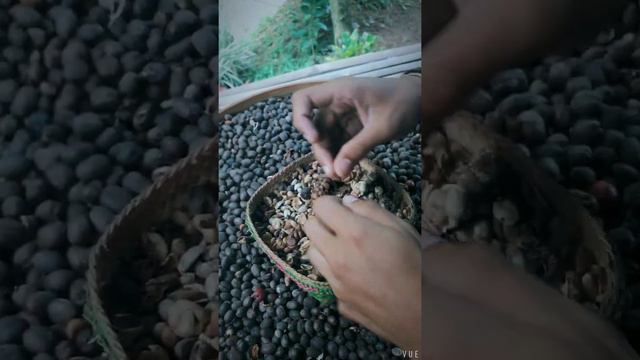 Самый дорогой кофе из экскрементов Лувака. The most expensive coffee made by Kopi Luwak excrement. смотреть онлайн