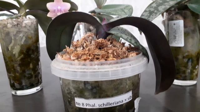 Пестролистные фаленопсисы смотреть онлайн