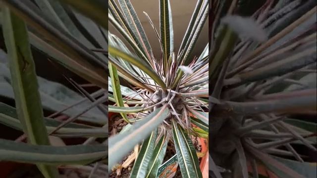 Pachypodium for fanCACTUS day | Cactus Series Day 25 #shorts смотреть онлайн