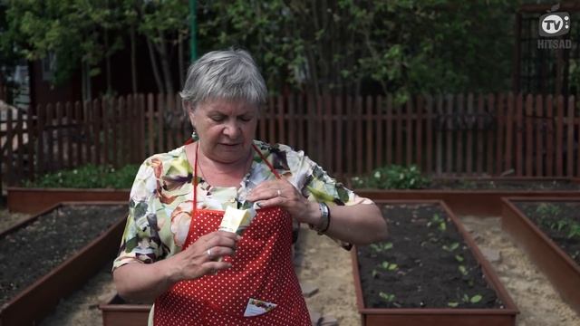 Как Посадить Базилик Семенами ?Когда Сажать Базилик ✔️ Советы От Хитсад ТВ смотреть онлайн