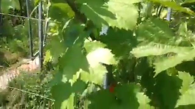 ТопСад. Виноград. Победа над антракнозом винограда! смотреть онлайн