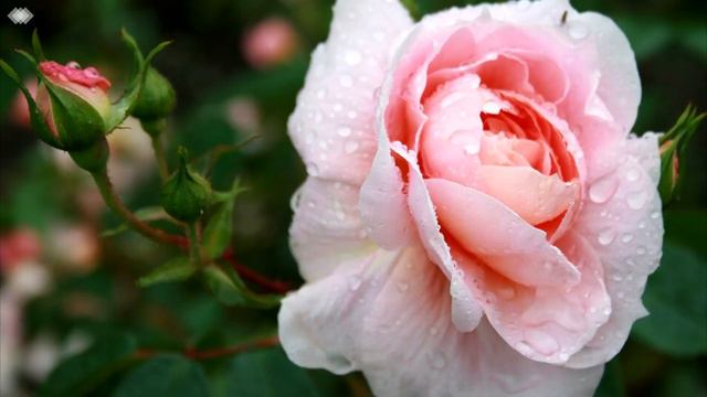 9А Поздравление для классного руководителя