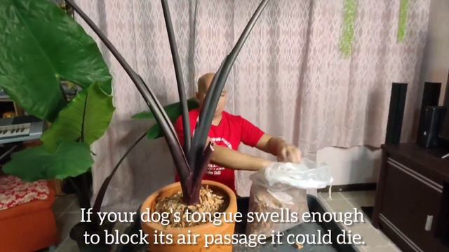 COLOCASIA || BLACK STEM ELEPHANT EAR смотреть онлайн