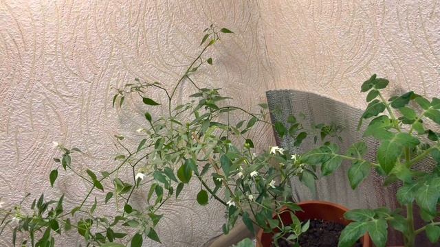 ОГОРОД В КВАРТИРЕ В ДЕКАБРЕ 2021 смотреть онлайн