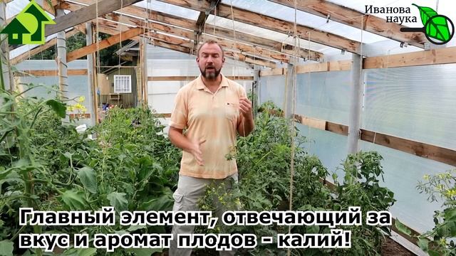 ОТ ТАКОЙ ПОДКОРМКИ ТОМАТЫ БУДУТ НАЛИВАТЬСЯ, СТАНУТ ВКУСНЫЕ и СЛАДКИЕ. ПРОГОНЯЕМ ВОДЯНИСТОСТЬ ТОМАТА смотреть онлайн