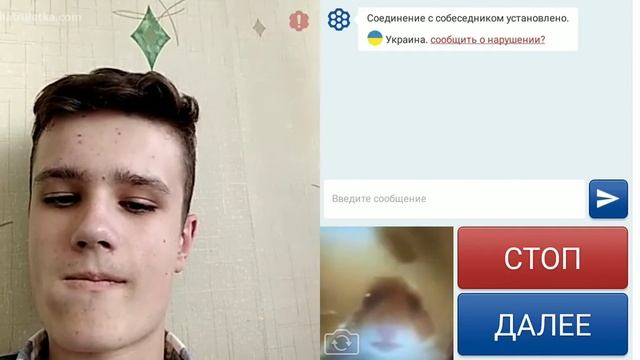 Хомяк смотрит в камеру в чат рулетке смотреть онлайн