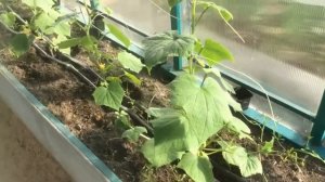 Как организовать в теплице посадки? | Обзор тепличного пространства