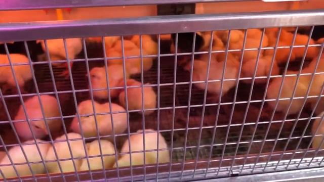 Рейтинг инкубаторов. Их минусы и плюсы. Мои ТОП-3 инкубатора.