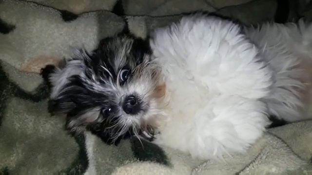 🐶🐶🐶Пончик балдеет 🐶🐶🐶\Wonderful ShihTzu#пес #щенок #собака#шитцу смотреть онлайн
