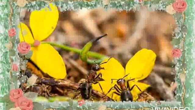Я подарю тебе цветы! смотреть онлайн