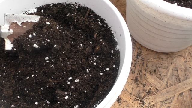 Пора высаживать клубневые бегонии. Исправляю свои ошибки смотреть онлайн