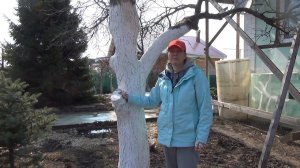 Весенний уход за старой яблоней. Внесение удобрений