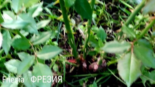 РОЗЫ ГИ САВОЙ, ФРЕЗИЯ, МАЙН МЮНХЕН. ЧТО ВЫРОСЛО ИЗ ИЗМЕНЕННОЙ ТОЧКИ РОСТА. смотреть онлайн