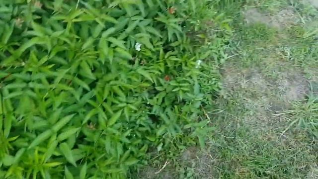 Тибетская малина. смотреть онлайн