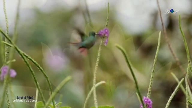 Michel Pépé - Le Mantra du Coeur смотреть онлайн