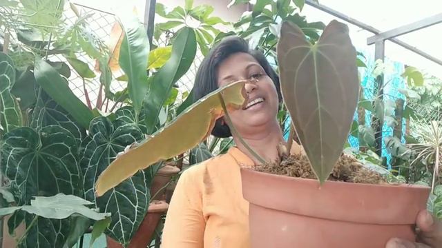 Anthurium/Hybrid/Noid
