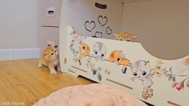 It's time for kittens to be litter box trained! смотреть онлайн