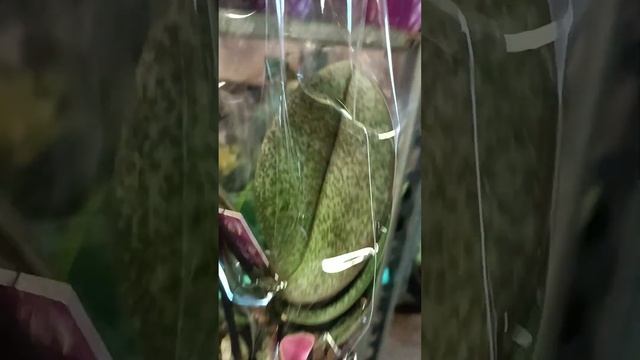 Видеообзор эксклюзивых растений смотреть онлайн