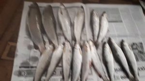 ловля хариуса на сплетни б Енисейск.