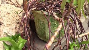 КАЛЛИЗИЯ ДУШИСТАЯ ИЛИ ЗОЛОТОЙ УС,  НУЖДАЕТСЯ В ПОМОЩИ!