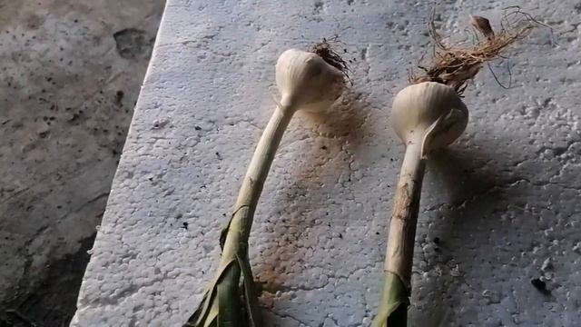 уборка чеснока 2021. Начало. А так же опасный вредитель на завершающем этапе. смотреть онлайн