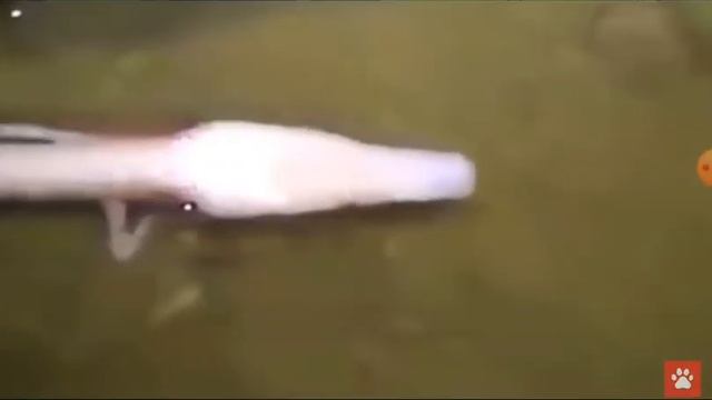 Смотрю чёрного кота смотреть онлайн