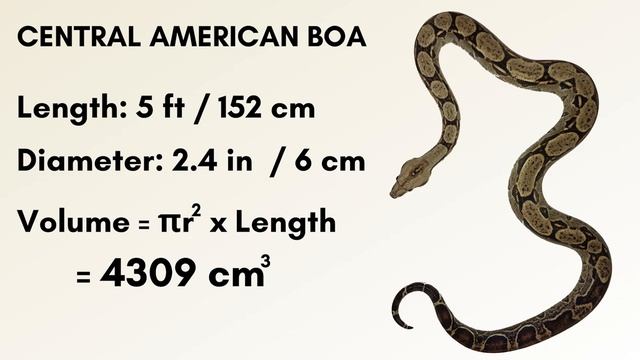 Why do Keepers Think Reticulated Pythons don’t need space? смотреть онлайн