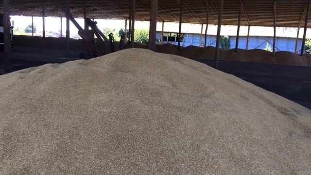 Посевной материал ячменя ГОТОВ смотреть онлайн