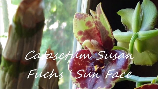 Чуток нацвело, полёт шмеля и паучище Санёк))) смотреть онлайн