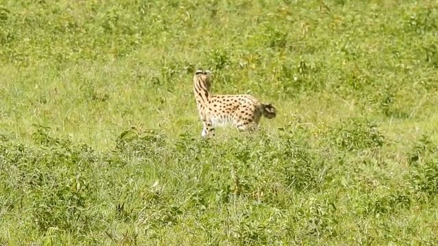 Wildlife of Tanzania (Сафари в Танзании) смотреть онлайн