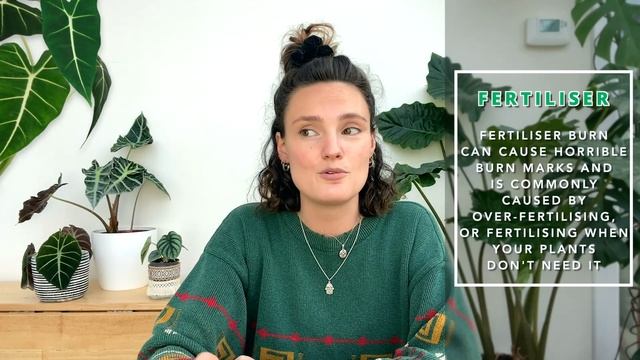 Alocasia Plant Care Guide ? Care TIPS For Elephant Ear смотреть онлайн
